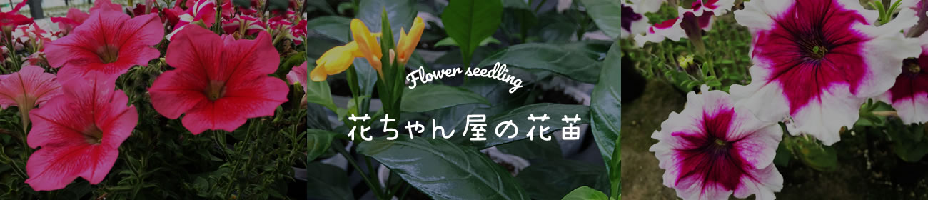 花ちゃん屋の花苗